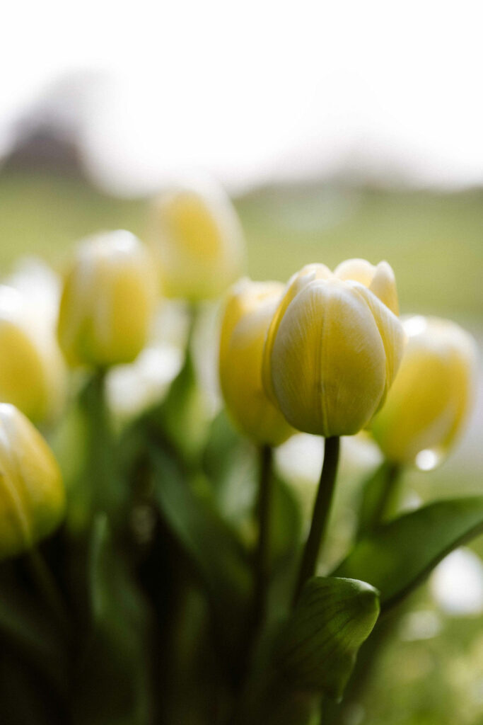 Gele tulpen, echt Dutch Design